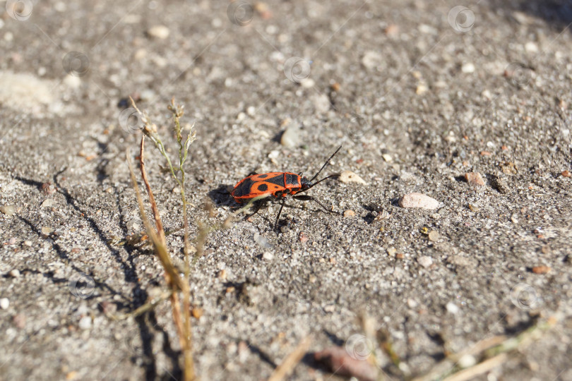 Скачать Клоп-солдат (лат. Pyrrhocoris apterus) бежит по дорожке в саду. фотосток Ozero