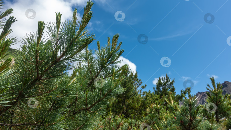 Скачать Кедровый стланик - Pinus pumila - на фоне голубого неба и облаков. фотосток Ozero