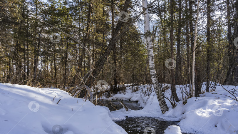 Скачать Ручей течет в лесу между снежными заносами. фотосток Ozero