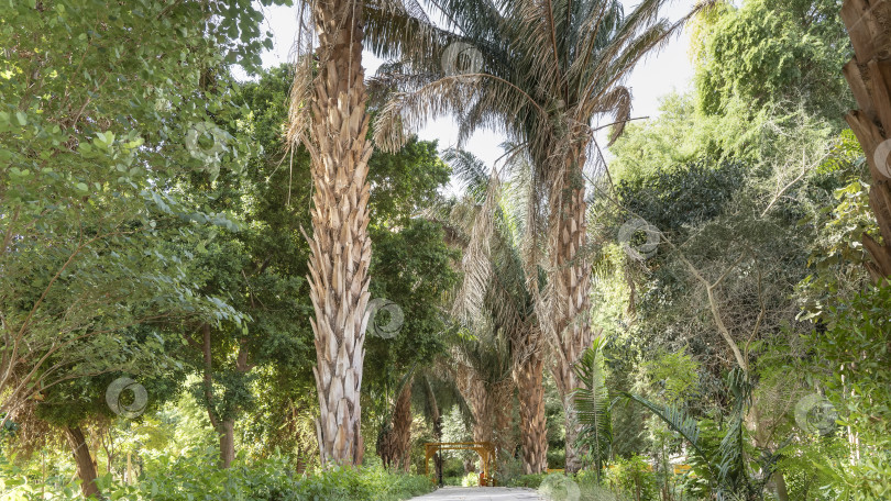 Скачать Через ботанический сад проходит мощеная дорожка. фотосток Ozero