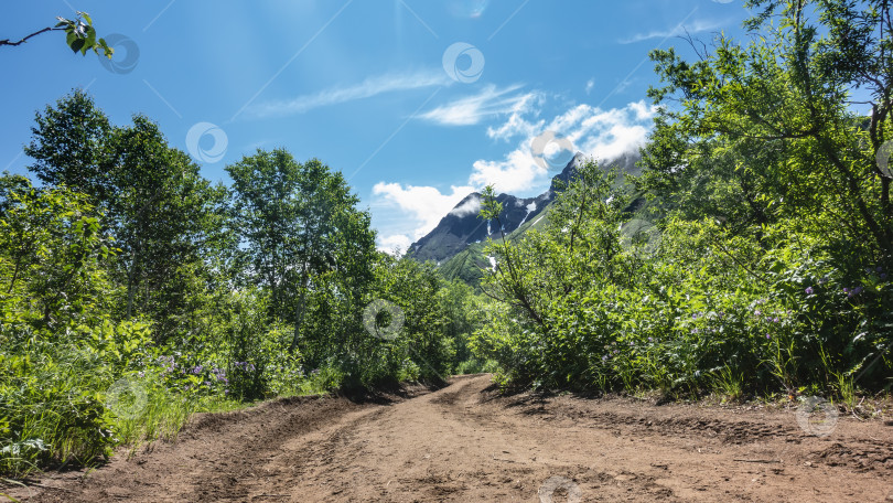 Скачать Грунтовая дорога петляет через лес. фотосток Ozero