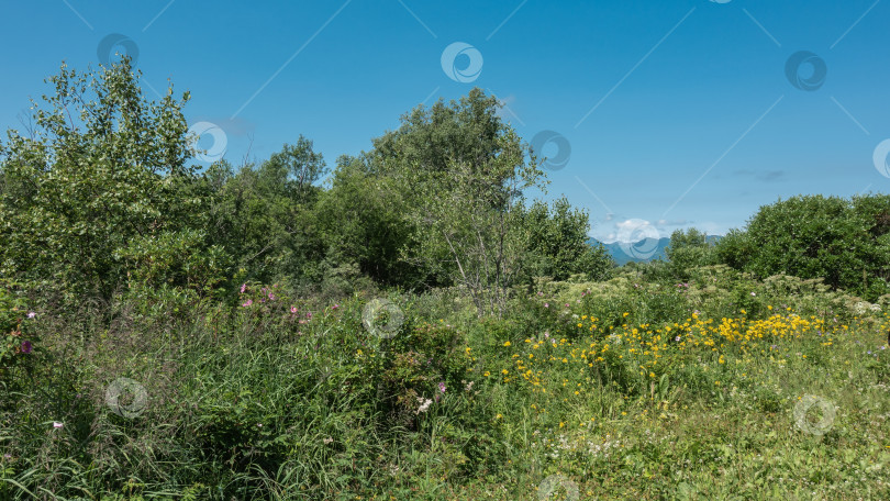 Скачать На летнем лугу растет сочная трава и полевые цветы. фотосток Ozero