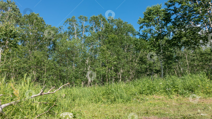 Скачать Зеленый лиственный лес на фоне голубого неба. фотосток Ozero