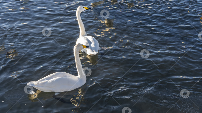 Скачать Два белых лебедя на голубой воде. фотосток Ozero