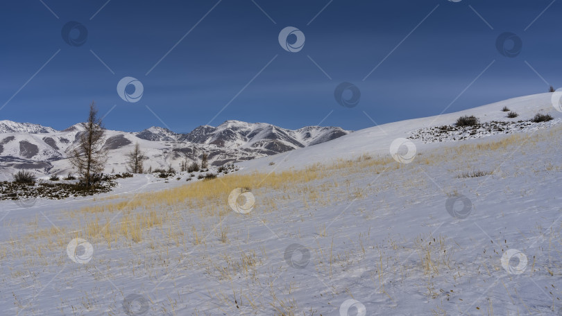 Скачать На заснеженном склоне холма видна ярко-желтая сухая трава. фотосток Ozero