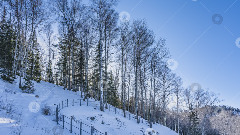 Скачать На заснеженном склоне холма растет лес. фотосток Ozero