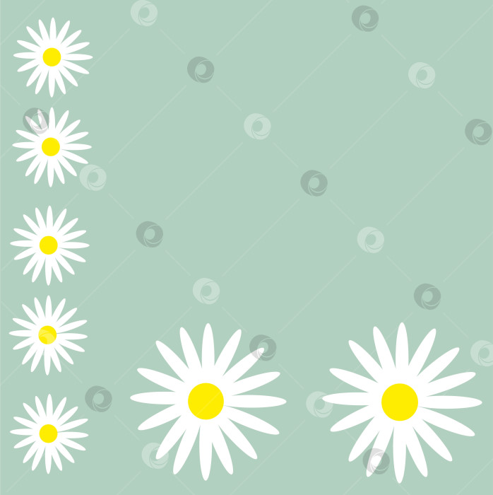 Скачать Поздравительная открытка с цветами, с белыми маргаритками на нежном зеленом фоне. фотосток Ozero