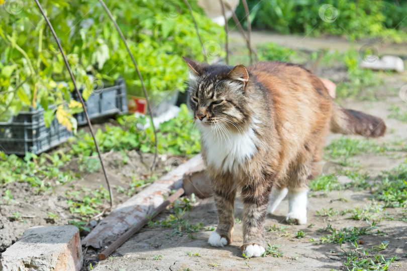 Скачать Красивая домашняя кошка гуляет по приусадебному участку фотосток Ozero