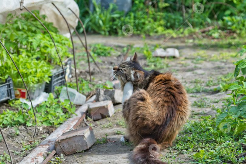 Скачать Красивый домашний кот чешет лапой за ухом фотосток Ozero