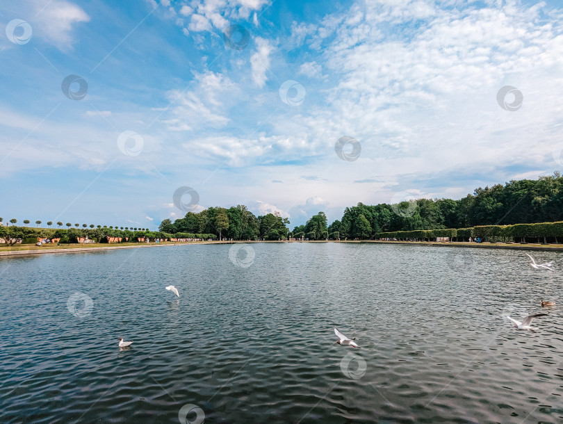 Скачать красивое озеро, над которым летают птицы, под голубым небом и в окружении зеленых деревьев фотосток Ozero