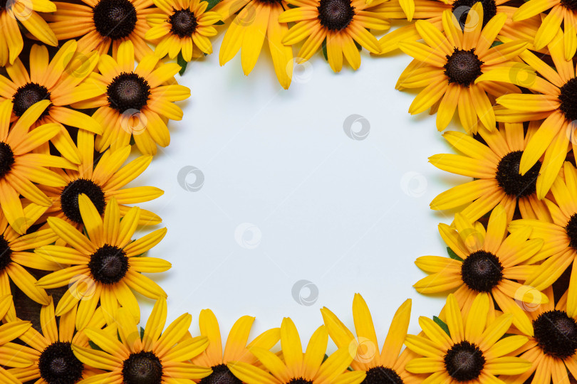 Скачать желтые цветки ромашки, эхинацея с пробелом для копирования фотосток Ozero