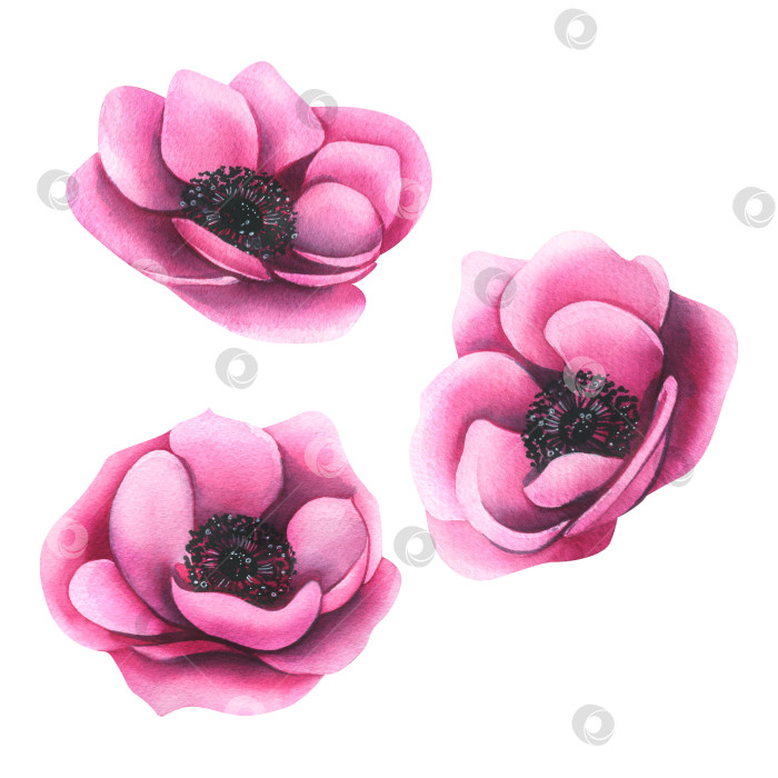 Скачать Три розовых цветка анемоны в разных ракурсах. Акварельная иллюстрация, нарисованная от руки. Изолированные объекты на белом фоне, для оформления композиций, принтов, наклеек. фотосток Ozero