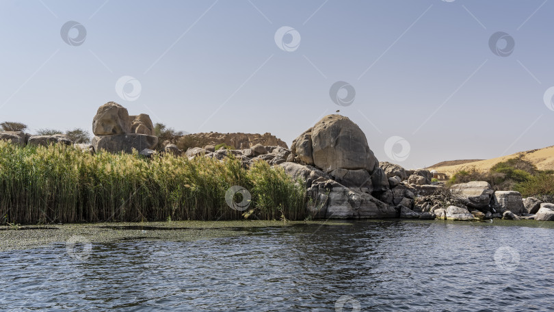 Скачать На берегах Нила растет зеленый тростник. фотосток Ozero