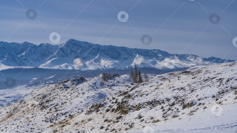 Скачать На заснеженных холмах видны голые деревья и сухая трава. фотосток Ozero