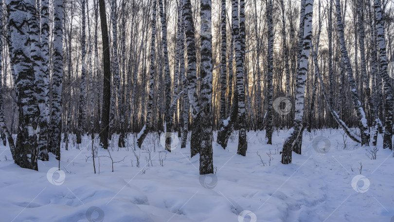 Скачать Зимняя березовая роща. фотосток Ozero