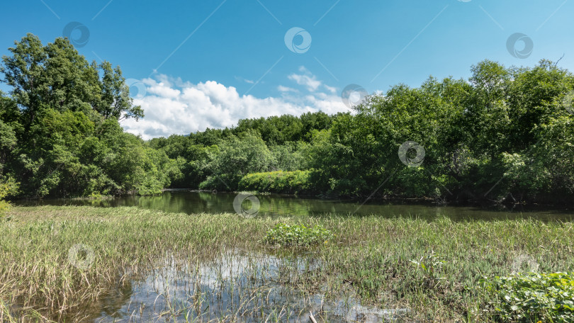 Скачать В русле реки есть заросли травы и водных растений. фотосток Ozero