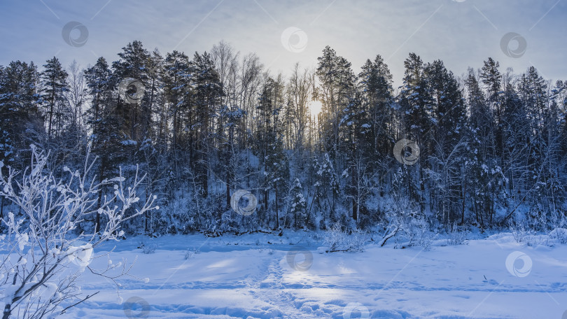 Скачать Зимний лес на фоне голубого неба. фотосток Ozero