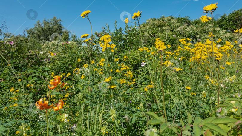 Скачать Ярко-желтые и оранжевые полевые цветы распускаются на зеленом лугу фотосток Ozero