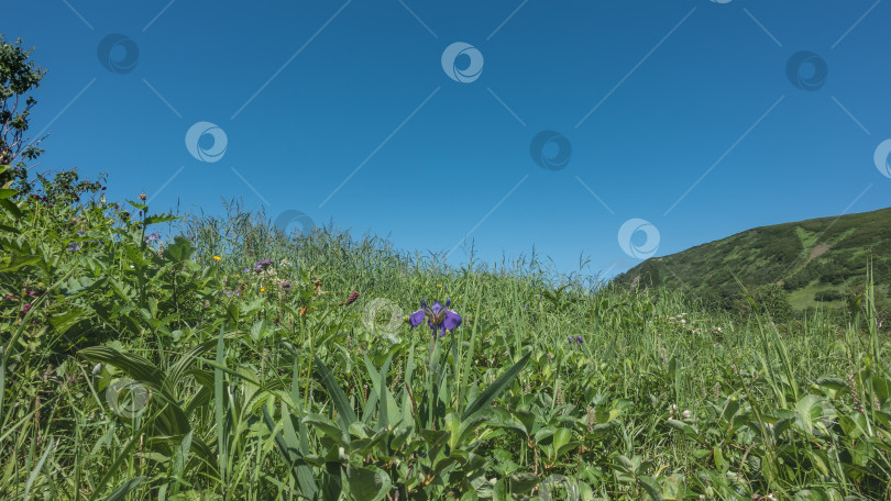 Скачать Зеленый луг под ясным голубым небом. фотосток Ozero