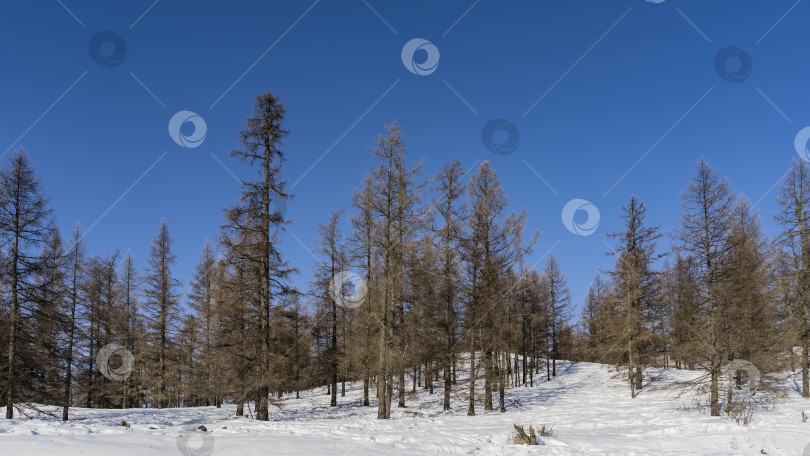 Скачать Зимний лес на фоне ясного голубого неба. = фотосток Ozero