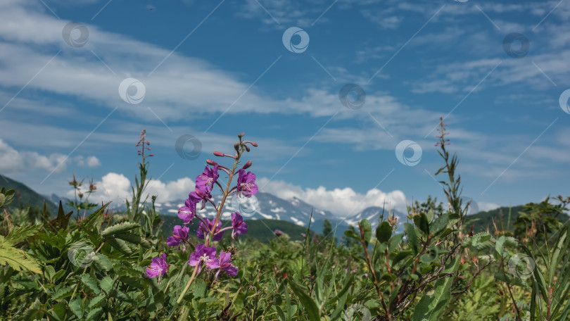 Скачать Ярко-сиреневый полевой цветок Иван-чай растет на зеленом лугу. фотосток Ozero