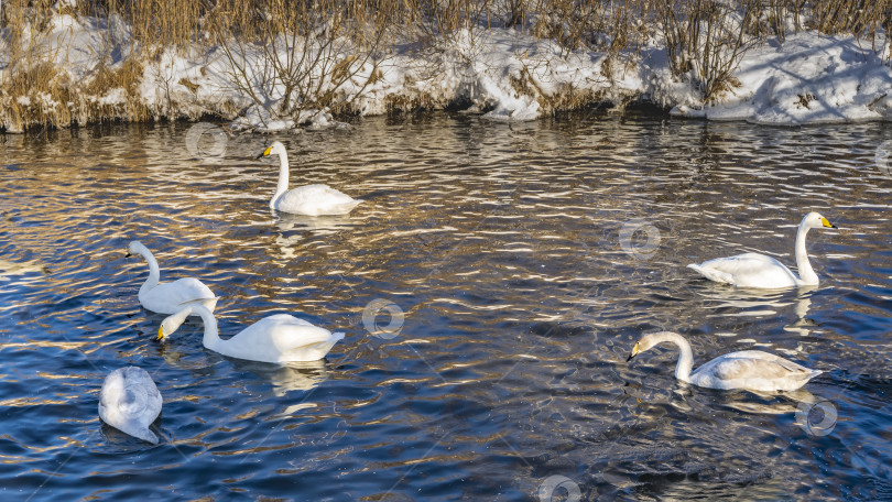 Скачать Стая белых лебедей плавает в незамерзающем озере. фотосток Ozero