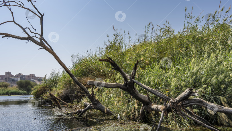 Скачать Живописные сухие ветки раскинулись на берегу реки. фотосток Ozero