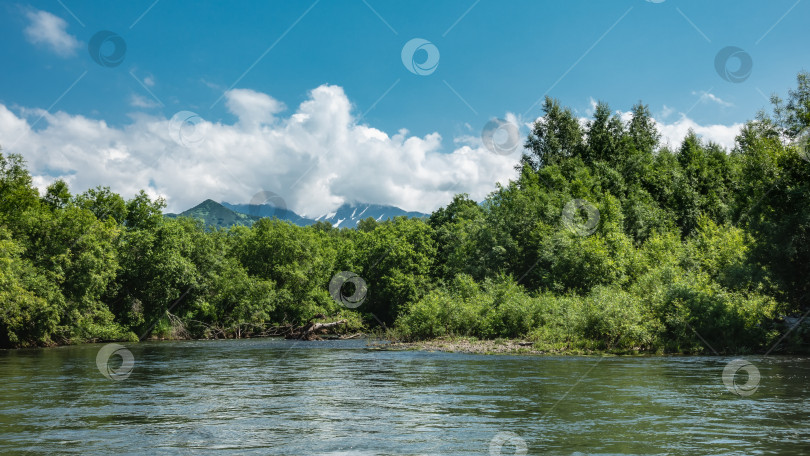 Скачать На берегу реки видны заросли зеленых деревьев. фотосток Ozero