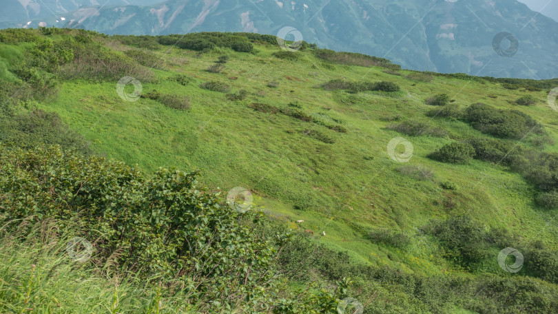 Скачать Склон холма покрыт зеленой растительностью фотосток Ozero