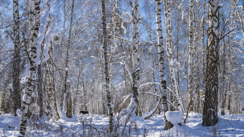 Скачать Зимний березовый лес на фоне ясного голубого неба. фотосток Ozero