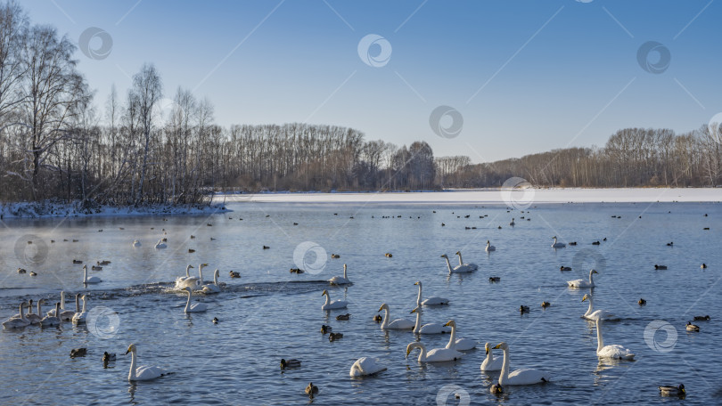 Скачать Грациозные белые лебеди и утки плавают в незамерзающем озере. фотосток Ozero