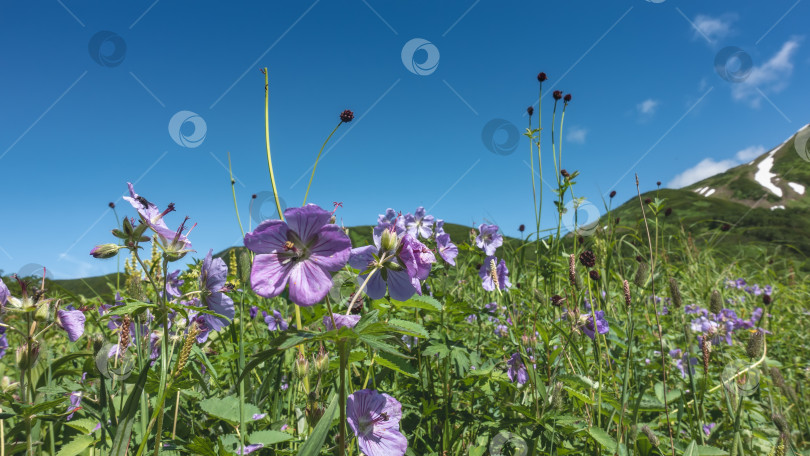 Скачать Ярко-фиолетовые полевые цветы распускаются на лугу среди зеленой травы. фотосток Ozero