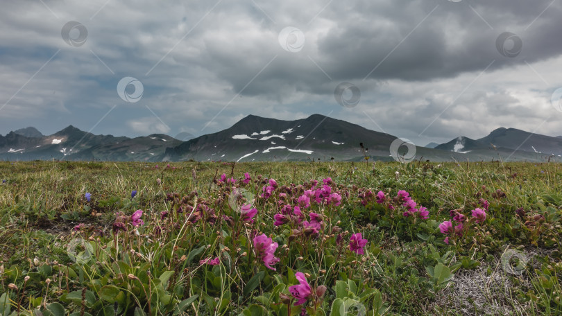 Скачать На альпийском лугу, среди зеленой травы, цветут ярко-розовые камчатские рододендроны. фотосток Ozero