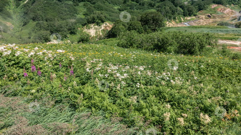 Скачать На лугу растет пышная растительность - зеленая трава, кусты и разноцветные полевые цветы. фотосток Ozero