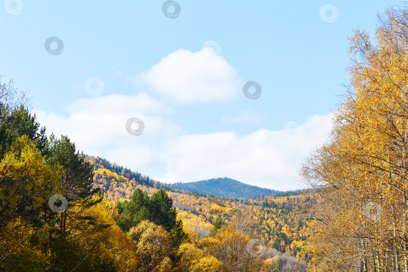 Скачать Березы с желтыми листьями, сосны и горы фотосток Ozero