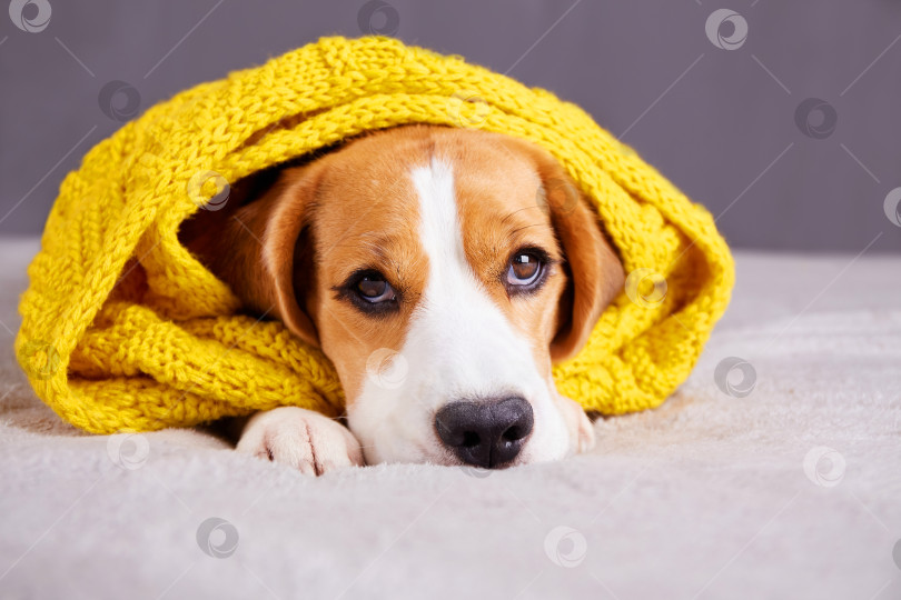 Скачать Собака породы бигль лежит на диване, накрытая вязаным желтым пледом фотосток Ozero