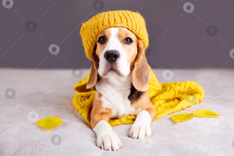 Скачать Собака породы бигль в вязаной желтой шапочке и шарфе лежит на диване. фотосток Ozero