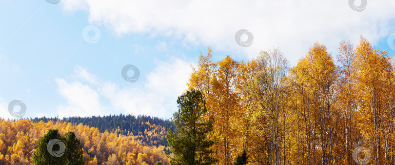 Скачать Прекрасный осенний пейзаж. Березы с желтыми листьями и сосны фотосток Ozero