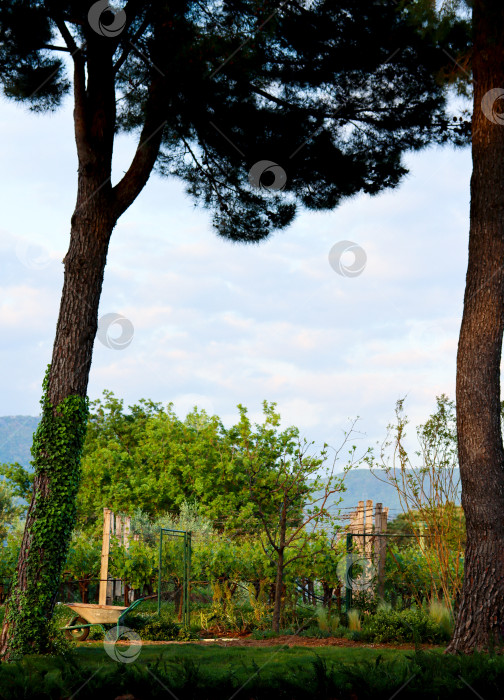 Скачать Красивые и чудесные цвета зелени, пейзаж живописной винодельни на закате. Пейзаж виноградника. Вертикальное изображение, пространство для копирования фотосток Ozero