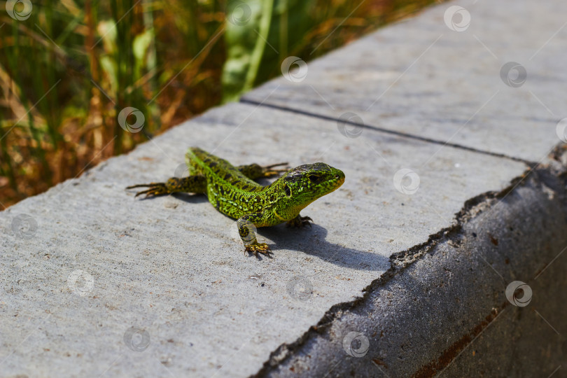 Скачать Фотография зеленой ящерицы на фоне бетонного бордюра. фотосток Ozero