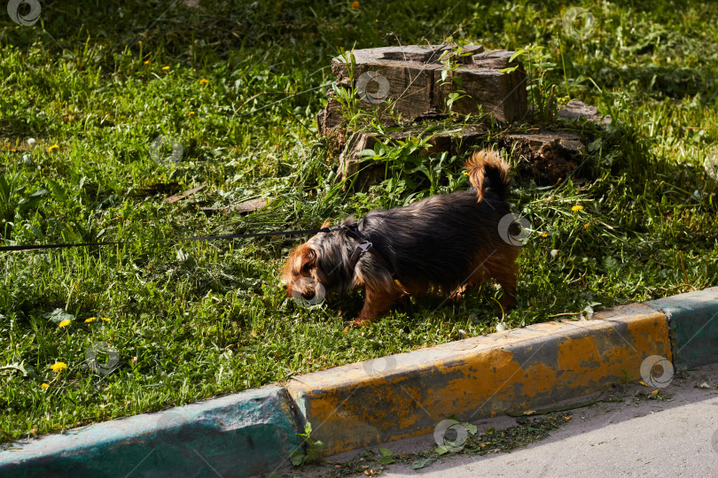 Скачать Фотография собаки, гуляющей на поводке. Породистая собака. фотосток Ozero