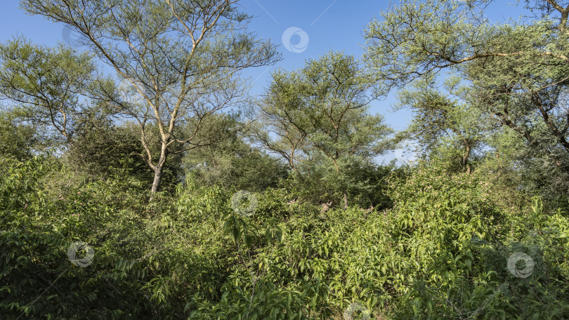 Скачать Любопытный индийский олень sambar rusa unicolor выглядывает из кустов. фотосток Ozero