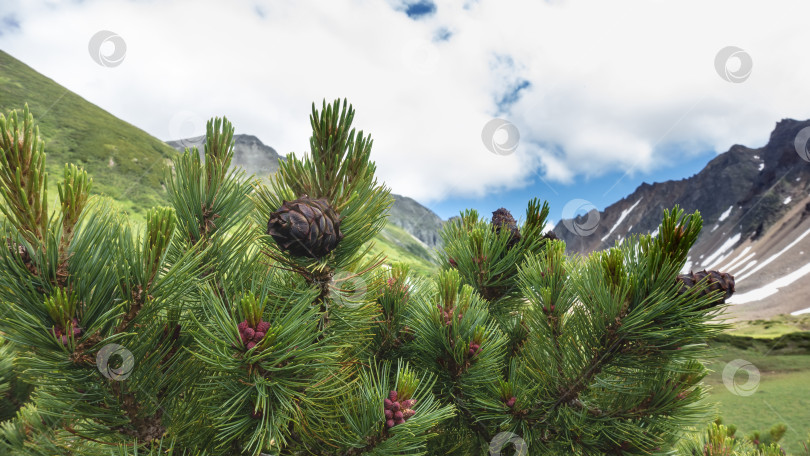 Скачать Кедровый стланик - Pinus pumila - на фоне неба и гор. фотосток Ozero