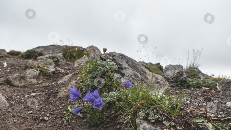 Скачать Нежные пурпурные колокольчики цветут на каменистой горной почве фотосток Ozero