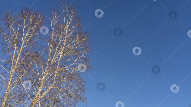 Скачать Голые ветви и белые стволы берез на фоне ясного голубого неба. фотосток Ozero