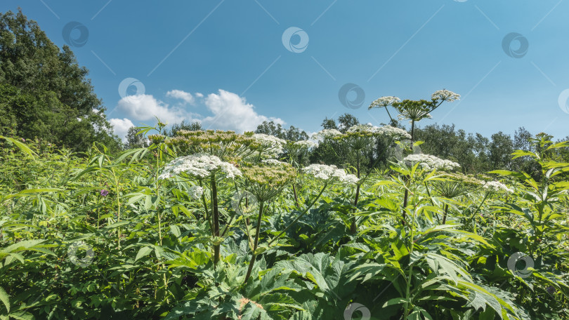 Скачать Heracleum сосновский - борщевик растет на зеленом лугу. Сочные крупные листья, белые зонтиковидные соцветия на высоких стеблях. Чистое голубое небо. Летний день. Камчатка фотосток Ozero