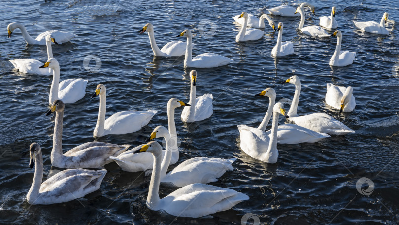 Скачать Стая белых лебедей плавает по озеру. фотосток Ozero