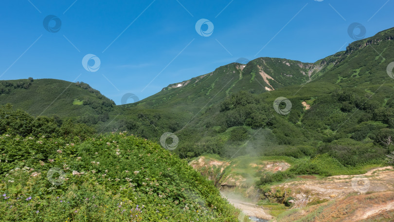 Скачать В долине гейзеров растет пышная зеленая растительность, полевые цветы. фотосток Ozero