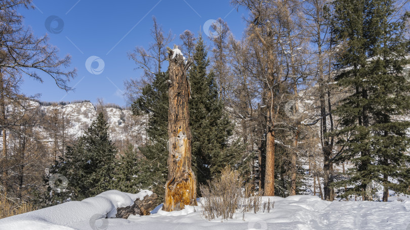 Скачать Хвойный лес в зимней долине. фотосток Ozero