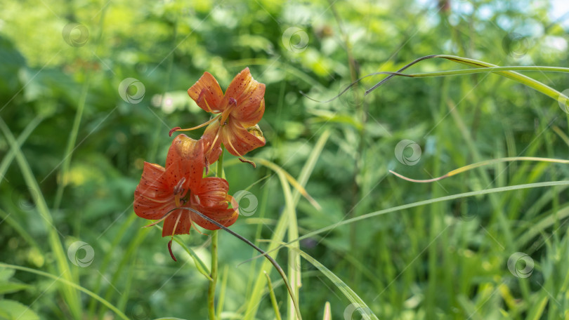 Скачать Ярко-оранжевый цветок саранки Lilium Martagon на фоне нежно-зеленой травы. фотосток Ozero